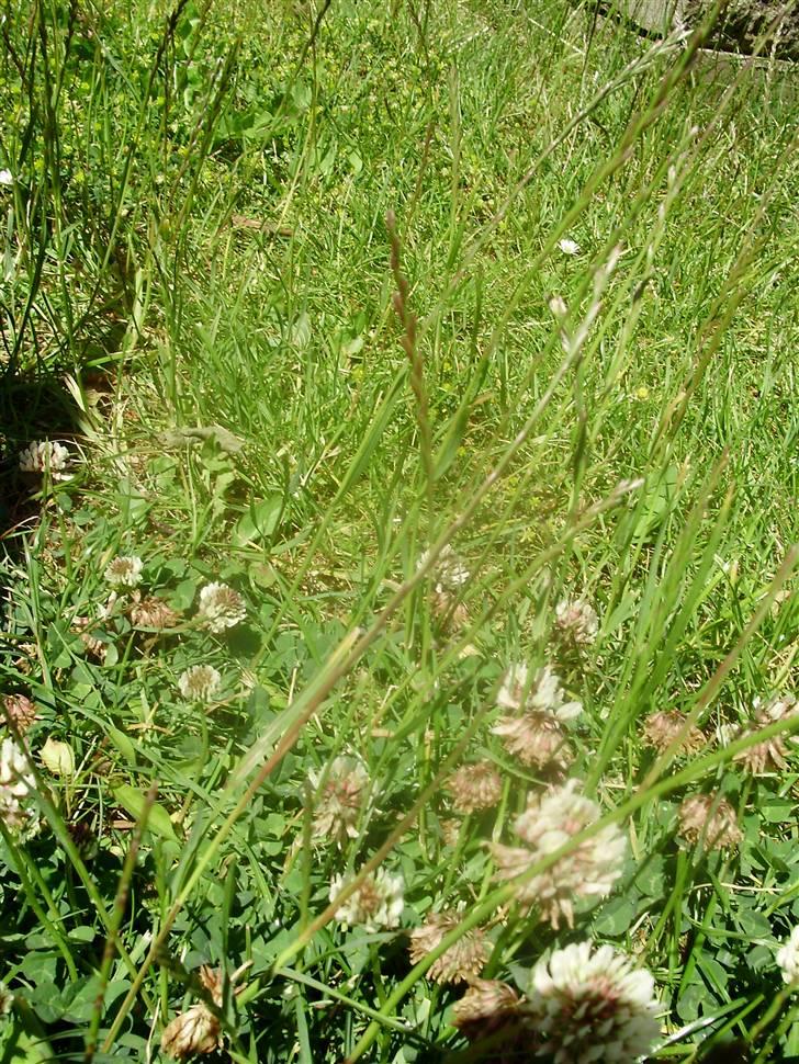 Flote natur billeder  billede 9