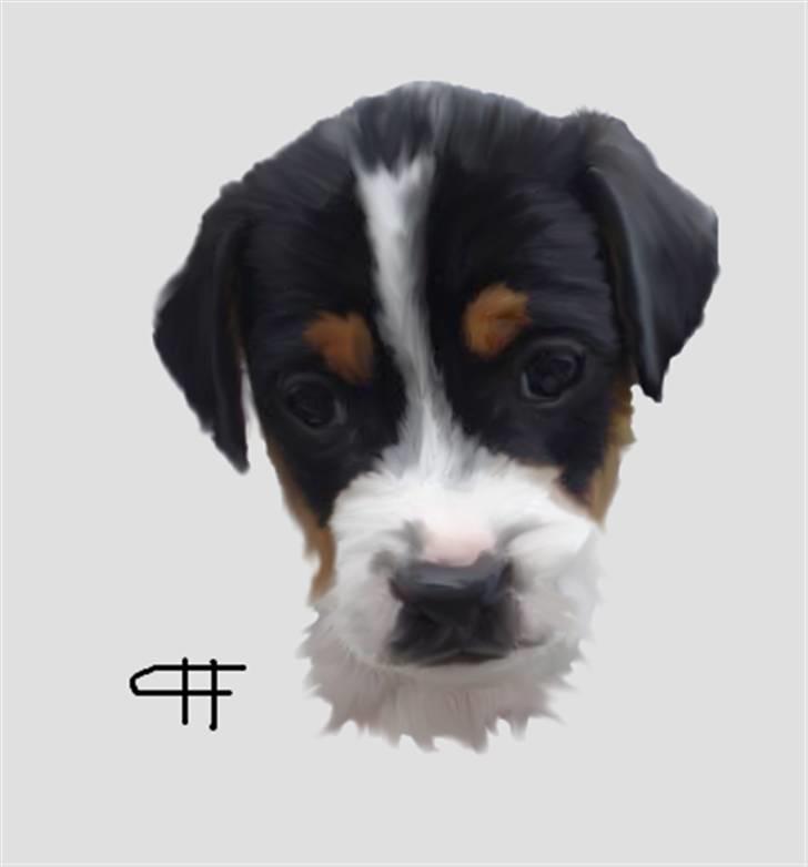 Tegninger af andres hunde - Dansk svensk gaardhund Bølle. billede 28