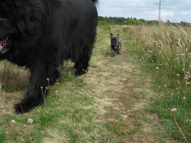 verdens største hund