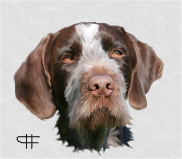 Tegninger af andres hunde - Ruhåret hønsehund Øksehaven´s Thor. billede 29