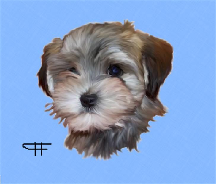 Tegninger af andres hunde - Bichon havanais Bailey. billede 30