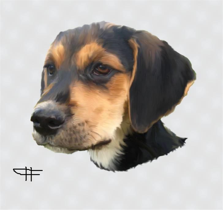 Tegninger af andres hunde - Blanding af racer Nuser. billede 31