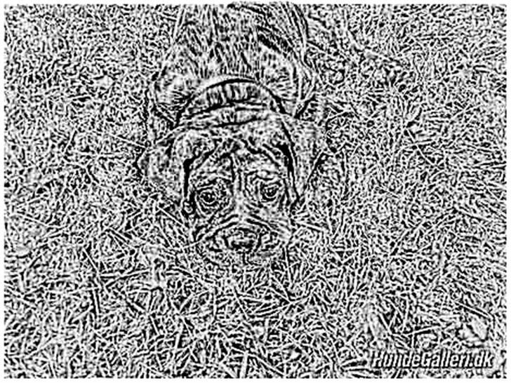 Tegninger :-) billede 114