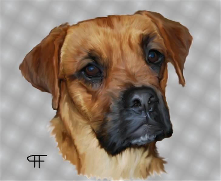 Tegninger af andres hunde - Blanding af racer Dina. billede 34