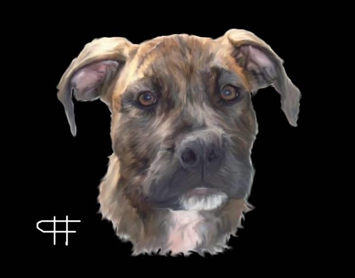Tegninger af andres hunde - Amerikansk staffordshire terrier Dollar. billede 37