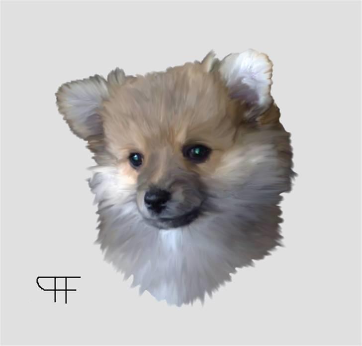 Tegninger af andres hunde - Pomeranian Bella. billede 38