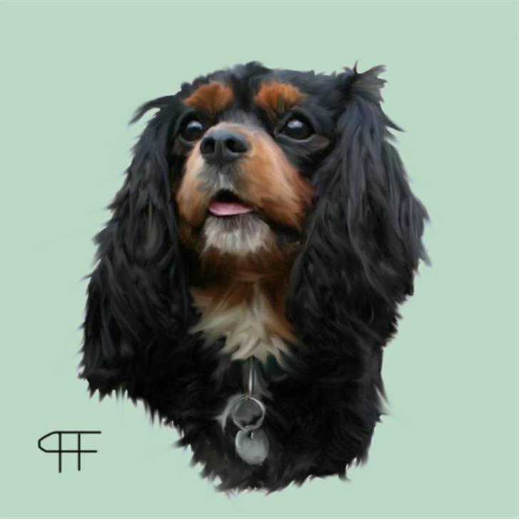 Tegninger af andres hunde - Cavalier king charles spaniel Bolette. billede 39