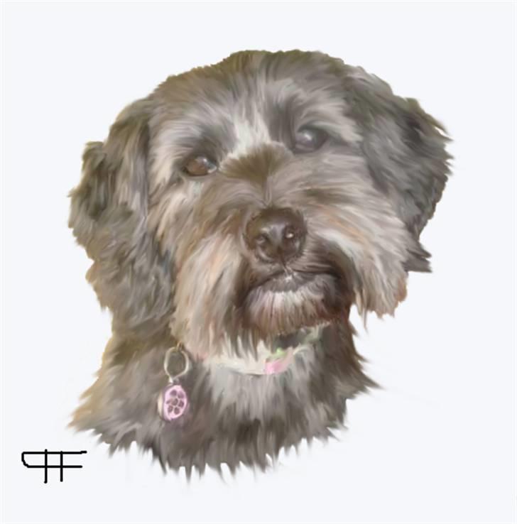 Tegninger af andres hunde - Blanding af racer Mille- Gravhund shih Tzu. billede 40
