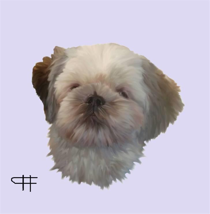 Tegninger af andres hunde - Shih tzu Nobest Nina. billede 41