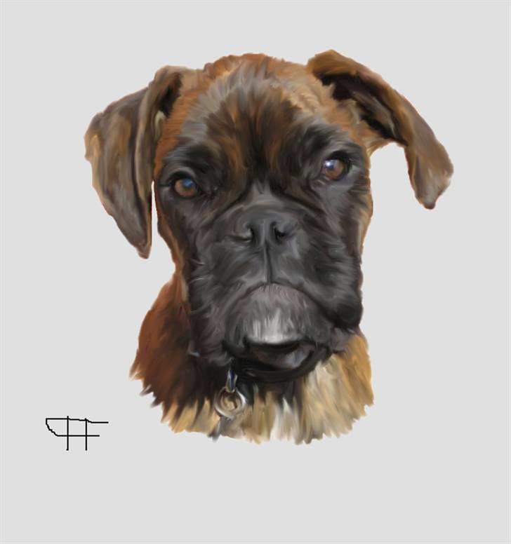 Tegninger af andres hunde - Boxer Megan von Ellinghaus. billede 42