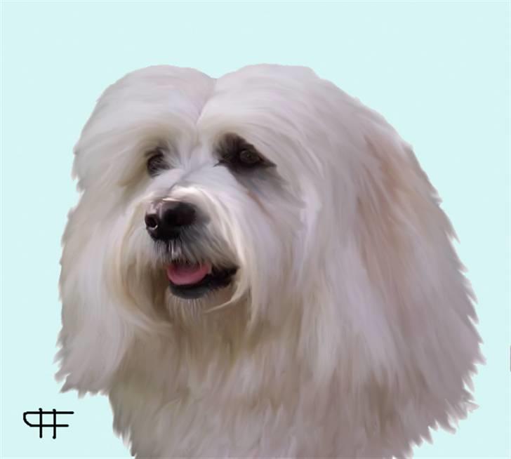 Tegninger af andres hunde - Bichon havanais Chico(Cloeer Dax). billede 43