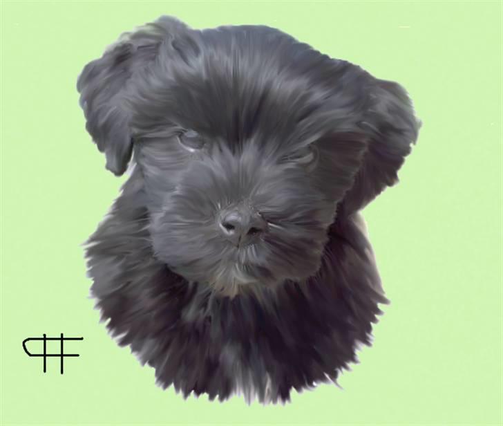 Tegninger af andres hunde - Bichon havanais Tasia(Thomsebo Amalie). billede 44