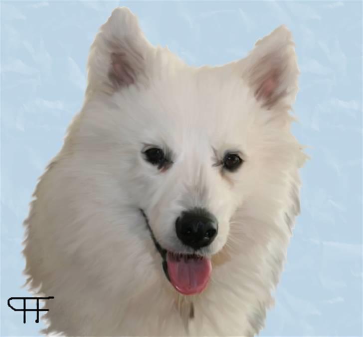 Tegninger af andres hunde - Samojedhund Nana. billede 45