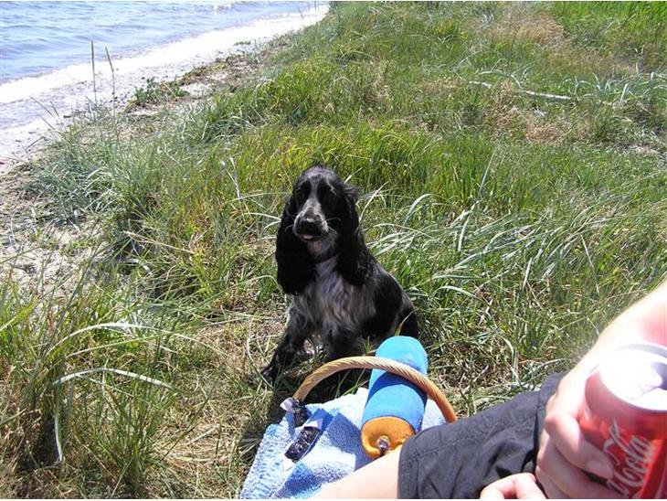 {{currentPhoto.altText}} billede {{currentPhoto.number}}