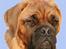 Tegninger af andres hunde - Dogue de bordeaux Saga von Nordniedersachen.