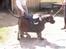Miin Smukke Arto <3<3 - Arto med spring sadle på <3 hvor er du bare sej min smukke pony <3