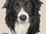 Tegninger af andres hunde - Border collie Rocky.