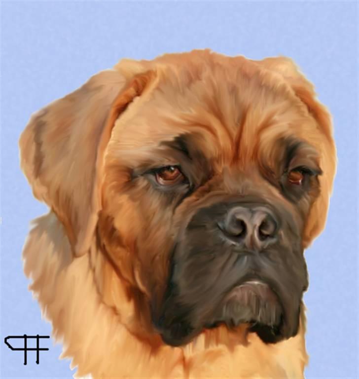 Tegninger af andres hunde - Dogue de bordeaux Saga von Nordniedersachen. billede 47