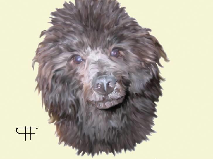 Tegninger af andres hunde - Dværgpuddel Baloo. billede 48