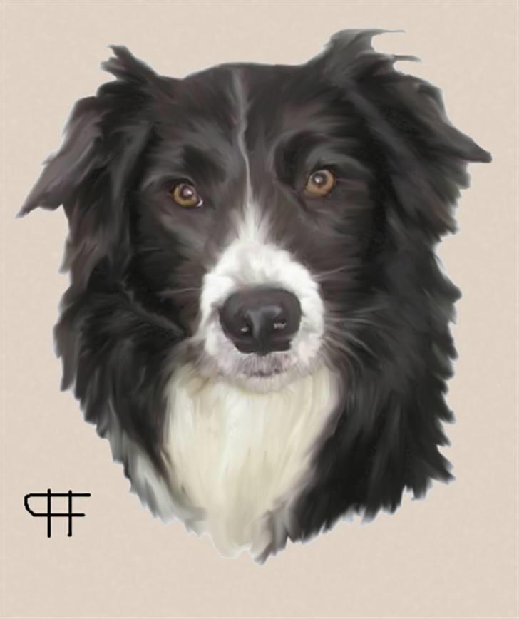 Tegninger af andres hunde - Border collie Rocky. billede 49