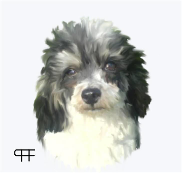 Tegninger af andres hunde - Toypuddel Harlekin Gucci. billede 50