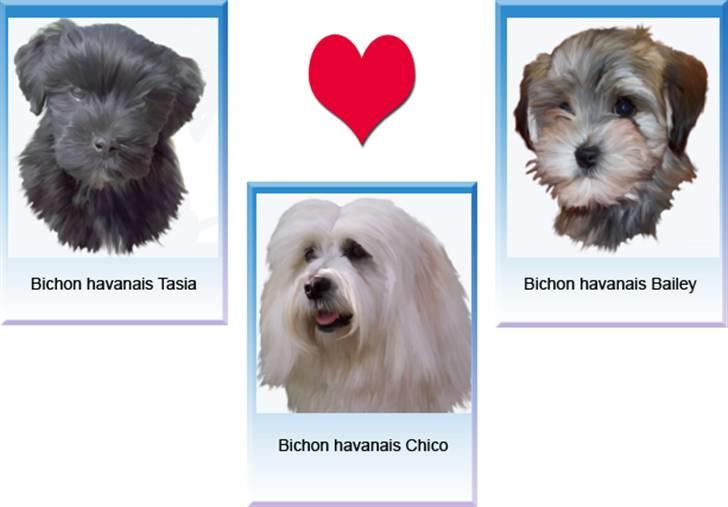 Tegninger af andres hunde - Bichon havanais billede 51
