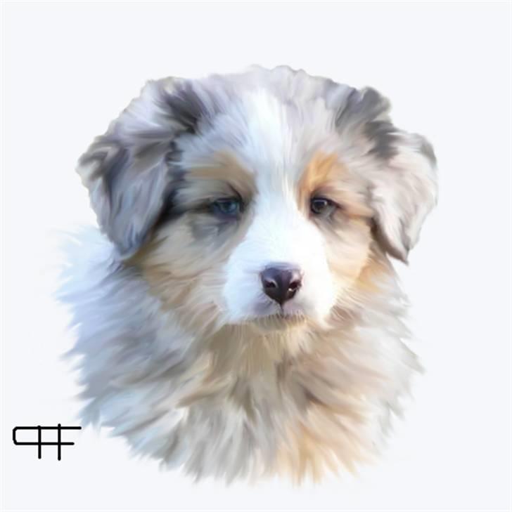 Tegninger af andres hunde - Australian shepherd Blue Shadow Dancer. billede 53