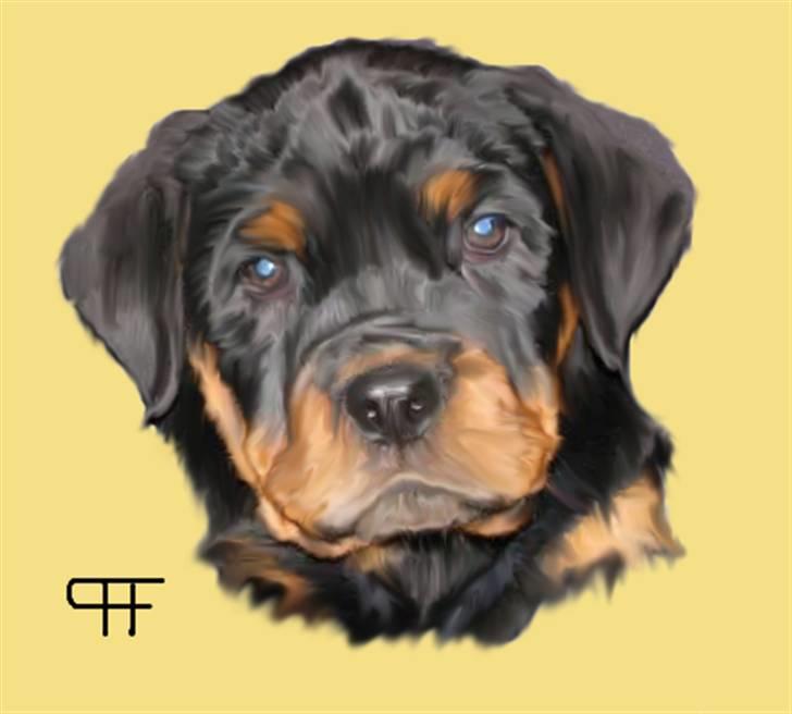 Tegninger af andres hunde - Rottweiler Sheika. billede 54