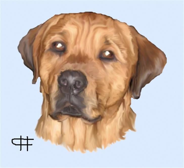Tegninger af andres hunde - Blanding af racer bastian. billede 55