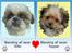 Tegninger af andres hunde - Sille & Topper.