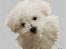 Tegninger af andres hunde - Bichon à poil frisé Lumi.