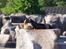Aalborg Zoo med hundene - Man må altså ikke skælde ud på dem der er mindre end én selv..