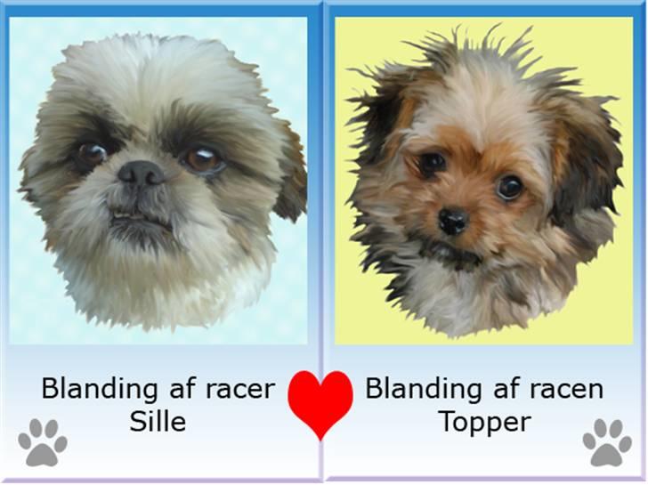Tegninger af andres hunde - Sille & Topper. billede 58