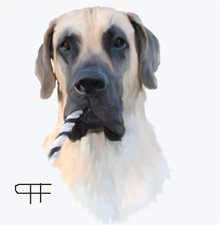 Tegninger af andres hunde - Grand danois Spolum's Robin. billede 59