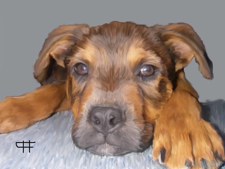 Tegninger af andres hunde - Blanding af racer Amstaff-RotteSpecki. billede 60