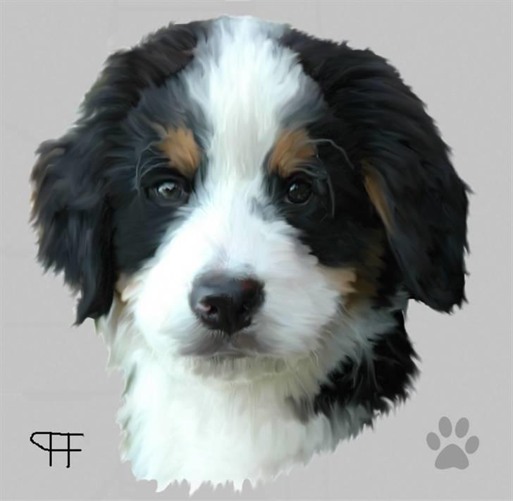 Tegninger af andres hunde - Berner sennenhund barney. billede 61