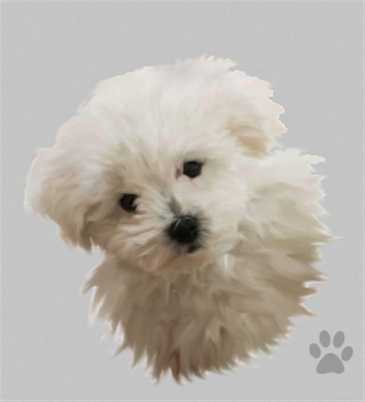 Tegninger af andres hunde - Bichon à poil frisé Lumi. billede 62