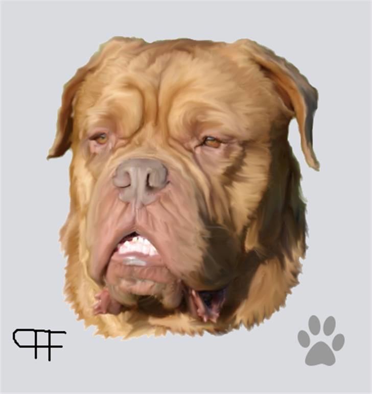 Tegninger af andres hunde - Dogue de bordeaux Algojo's Bonus. billede 64