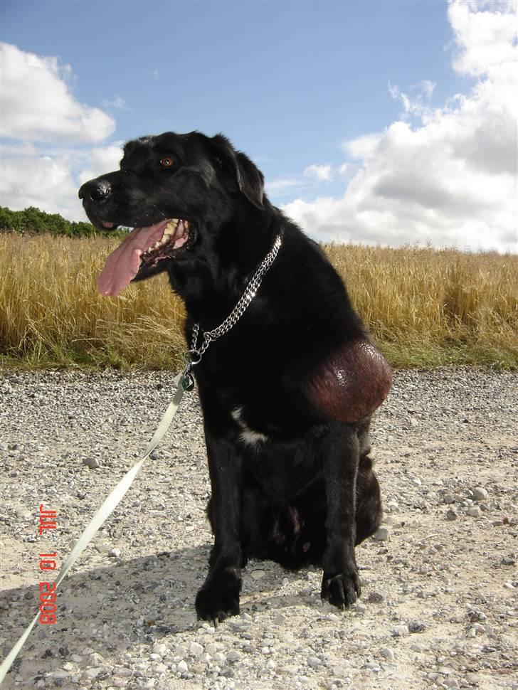 Tjeckos fedtknude som er blevet opperered væk - Her er Billeder hvor vi er lige på vej ind til dyrlægen... d 10 Juli 2008 billede 1