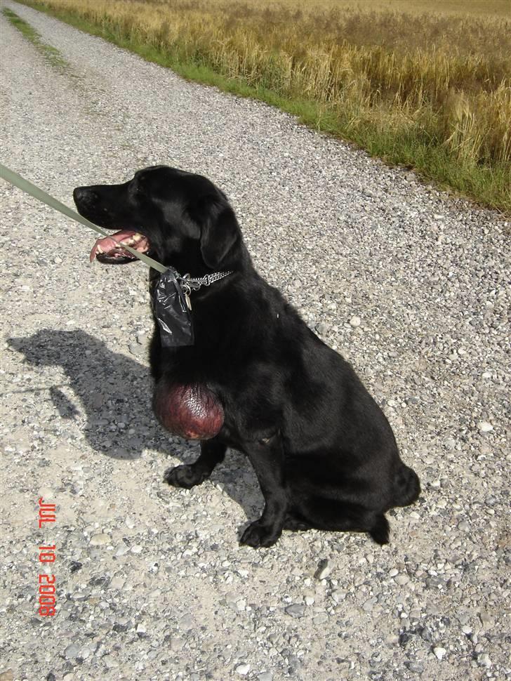 Tjeckos fedtknude som er blevet opperered væk - D 10 Juli 2008 billede 2