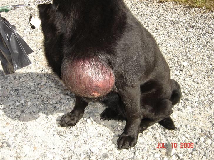 Tjeckos fedtknude som er blevet opperered væk - D 10 Juli 2008 billede 3