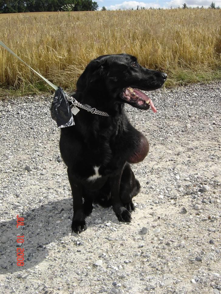 Tjeckos Fedtknude Som Er Blevet Opperered Væk Diverse Hund Fotos Fra ~ Moni