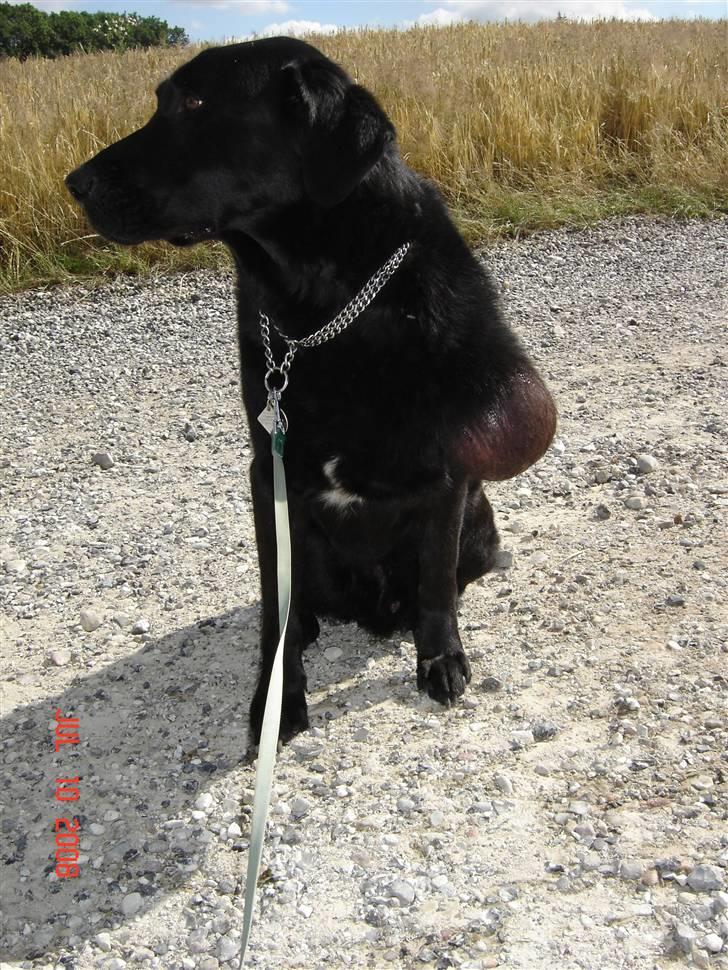 Tjeckos fedtknude som er blevet opperered væk - D 10 Juli 2008 billede 5