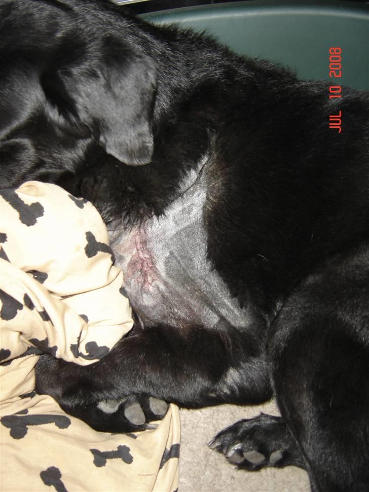 Tjeckos fedtknude som er blevet opperered væk - Her er han så hjemme igen.... d 10 Juli 2008 billede 6