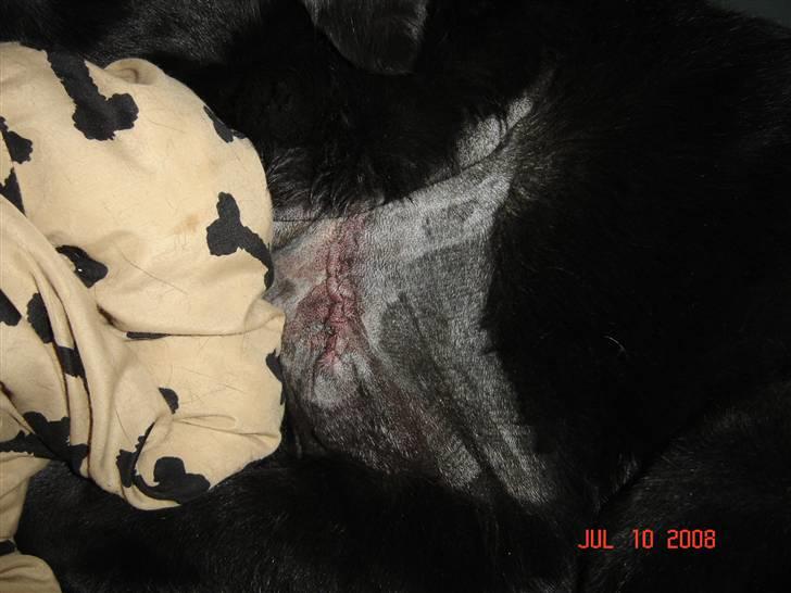 Tjeckos fedtknude som er blevet opperered væk - D 10 Juli 2008 billede 7