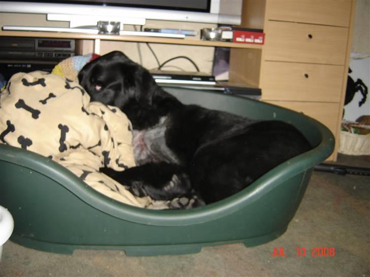 Tjeckos fedtknude som er blevet opperered væk - D 10 Juli 2008 billede 8