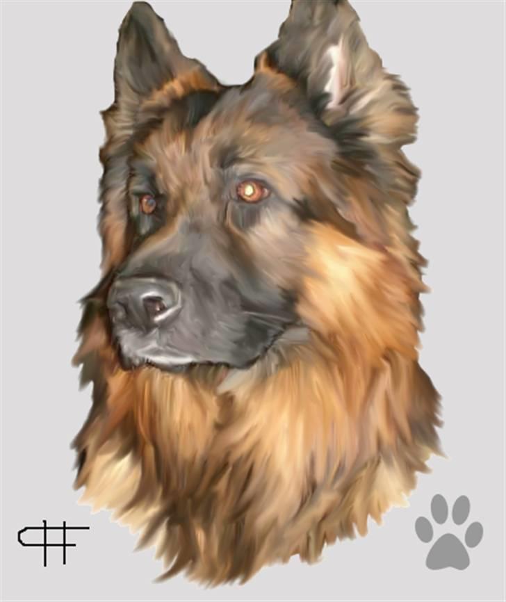 Tegninger af andres hunde - Schæferhund Albert. billede 65
