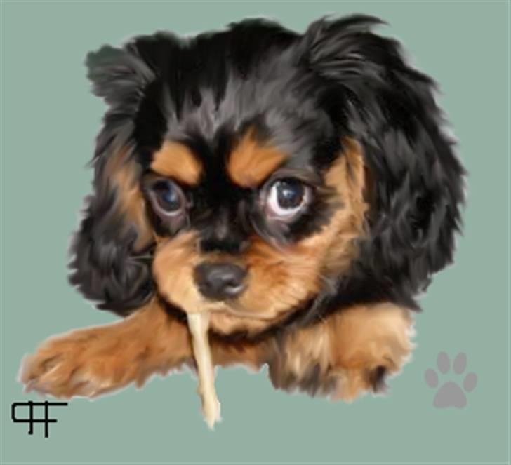 Tegninger af andres hunde - Cavalier king charles spaniel Nala. billede 66