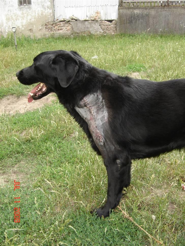 Tjeckos fedtknude som er blevet opperered væk - Her  er lidt billeder fra dagen efter... d 11 Juli 2008 billede 9