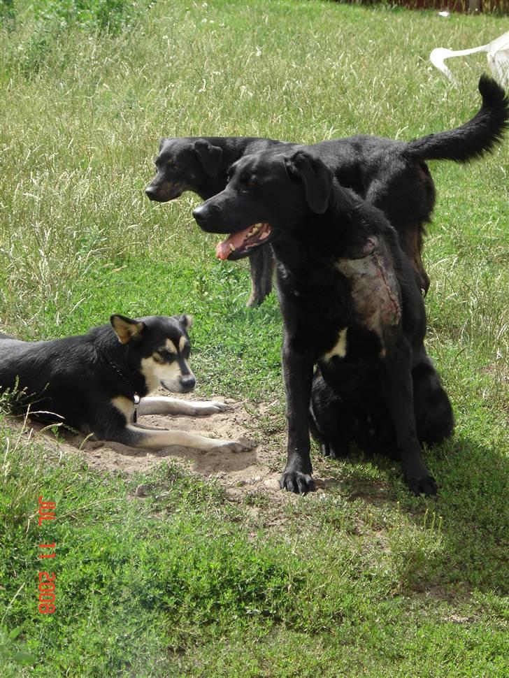 Tjeckos fedtknude som er blevet opperered væk - d 11 Juli 2008 billede 10